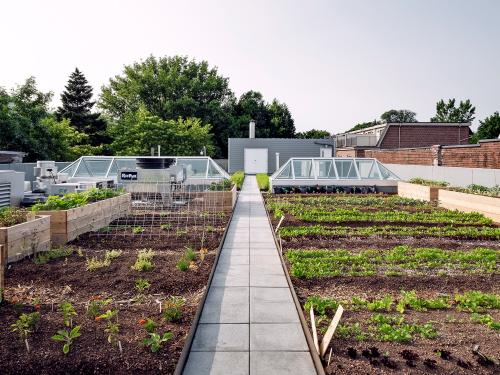 Roof garden with vegetable patches